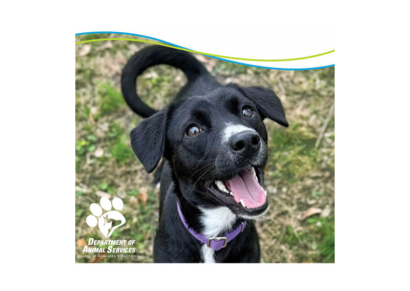 Adoption Fees Reduced to Empty Shelters