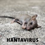 4 Californians Being Monitored for Hantavirus